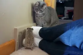 粘人刺猬非要钻猫咪的怀里睡，猫咪：挺可爱的，就是有点扎心视频封面