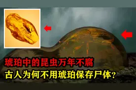 琥珀怎么形成的？能让昆虫万年不腐！古人为何不用琥珀保存尸体？视频封面