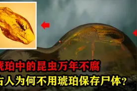 琥珀怎么形成的？能让昆虫万年不腐！古人为何不用琥珀保存尸体？视频封面