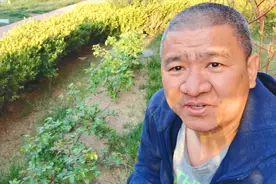 这几棵月季花，为啥还没长花苞？看老刘给叶面猛喷磷酸二氢钾促花视频封面