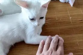 打破猫爪在上原则，我家里是人手在上原则！