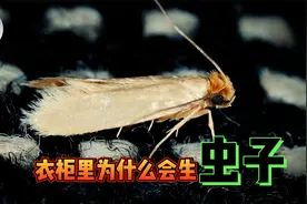 讨厌的衣蛾，专门破坏我们的衣服，那我们要如何防范它们呢？视频封面