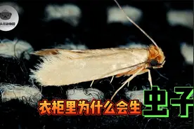 讨厌的衣蛾，专门破坏我们的衣服，那我们要如何防范它们呢？