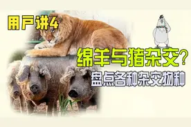 绵羊与猪杂交会怎样？盘点各种杂交物种。视频封面