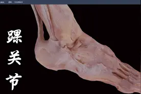 踝关节及其功能视频封面