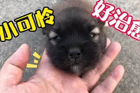 小奶狗跟随妈妈出来，却被妈妈丢在路上，饿得啃自己的爪子视频封面