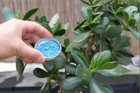 养了一年的玉树经常施一种肥，枝干粗壮快速成老桩视频封面