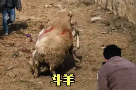 云南精彩斗羊比赛，小绵羊一撞一击视频封面