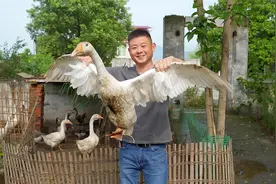 农家狮头鹅四个月8斤多正常吗？如何辨认公母呢？