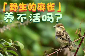 为什么会说野生的麻雀养不活？难道真的是麻雀的脾气大不适合养吗视频封面