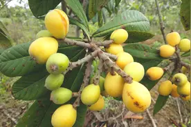 这种枇杷又脆又甜！去年刚种下去，今年就硕果累累都吃不完