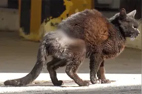 猫咪被坏人缠上铁丝，凹陷的肚子几乎拦腰截断，如果不爱请别伤害视频封面