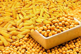 12316专家梁琦：玉米大豆补贴已发放，各地算法不同金额会有差异视频封面