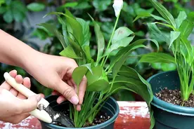 白掌种植后，这些叶片要剪掉，不然难长叶和开花视频封面