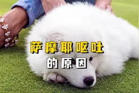 萨摩耶呕吐的原因，你都知道吗？视频封面