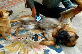 天热不再给狗子剃毛，德牧要穿着毛衣过夏天了！栽缸荷花清凉一夏视频封面