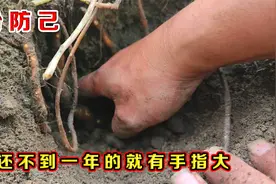 安徽朋友实地考察，一亩产收30万的粉防己，挖开长了一年的有多大