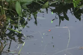 钓鱼：只要草洞掏的好，鲫鱼一般少不了。视频封面