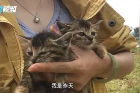 铲屎官田野里捡到两只流浪小猫，终于吃上鱼干拌饭这一幕太心疼了