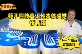 动画展示，躯干四肢意识性本体感觉传导路，人体解剖学神经系统视频封面