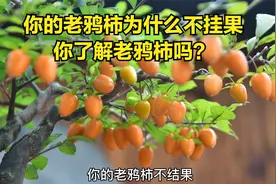 你的老鸦柿为什么不挂果，你了解老鸦柿吗？视频封面