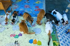 收养的流浪猫“小花”产后，身体虚弱，老伴每天打针喂药，太辛苦