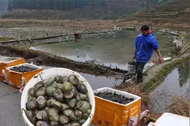 田螺一斤15元，八个月就能赚15万，为什么农村养殖田螺的却不多？视频封面