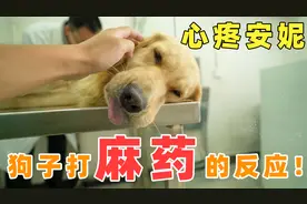 带狗狗去做绝育手术，打了麻药的反应，表情搞笑又令人心疼！视频封面