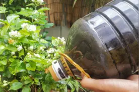 自制1罐“黑肥水”，茉莉花超爱喝，补酸又补肥，养护倍儿轻松！视频封面