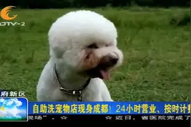 自助洗宠物店现身成都！24小时营业，20元可洗半小时视频封面