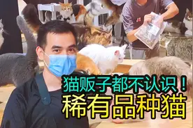 同时吸几十万的品种猫 都很稀有呀 你见过几种？