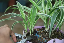 想让吊兰快速长成老树桩，就要经常这样剪一剪视频封面