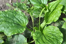 小便发黄，尿道灼热涩痛，送你两味中药，清热利尿，凉血止痛视频封面