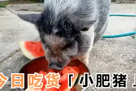 「小动物吃东西」小猪吃西瓜，张口就来，吧唧吧唧吧吧唧