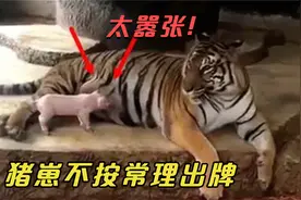 活猪崽投喂老虎，谁知猪崽子不按常理出牌，上去就吃母老虎的奶！视频封面