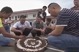 农博士：胡蜂用来泡酒有保健功效，蜂蛹蛋白质含量高，能直接生吃