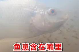 大鱼嘴里藏着一大群鱼崽，罗非鱼护崽，野外实拍！视频封面