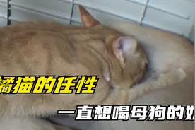 一只不要脸的橘猫总是喝母狗的奶，你见过长这么大还不断奶的猫吗视频封面