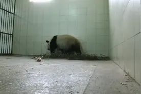 熊猫妈妈见到刚出生宝宝，一脸嫌弃不肯上前，接下来搞笑一幕出现视频封面