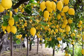 柠檬的一生｜现代农业种植和收获柠檬｜提取柠檬精油和浓缩果汁视频封面