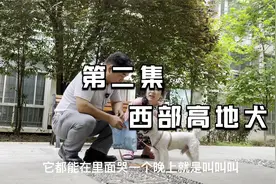 第二集：教会狗狗基本的习惯才是养好狗狗的核心要素视频封面