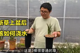 兰花种植小技巧，新草上盆后如何浇水，为啥要这么浇？视频封面