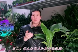 分享3点，养护天堂鸟(鹤望兰）的干货方法！视频封面