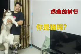 给边牧称体重，给二哈称体重，差距一目了然！