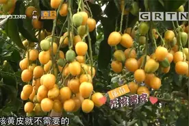 涨知识！黄皮果具有清热化瘀、止咳清痰等多种功效|我爱返寻味