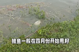 水草边鲤鱼成群摆籽，但为何钓不到？三个技巧让你轻松钓过瘾视频封面