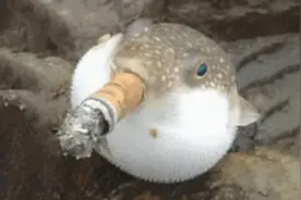 男子看河豚生气了，顺手递给它抽一支烟，过了一会却没了动静视频封面