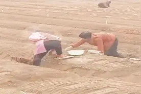 西洋参播种方法主要有两种，多采用开穴点播，详解操作过程视频封面