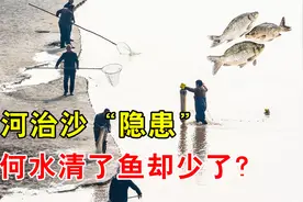 黄河的“隐患”？泥沙治理30多年，水清后河鱼为何却越来越少？视频封面