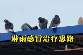 预报阴天却突然下雨，鸽子家飞淋雨一个多小时不进棚，看来要感冒视频封面